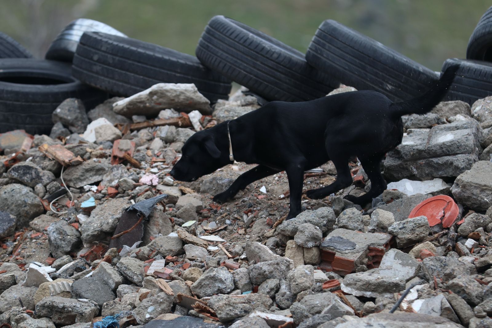 Kurtarma köpeklerinin sınav başarısı